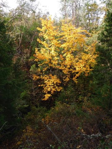 big leaf maple in Tolman Creek