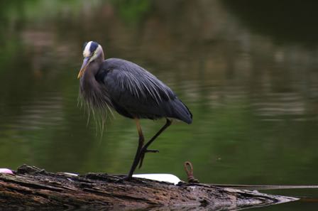 Yet the blue heron was the star of the day … 