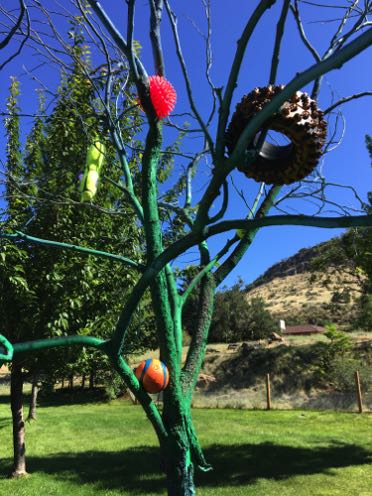 The dog catcher tree (by Sue W)
